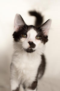 Карат Вах - мохнатый красавчик