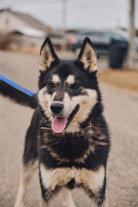 Кай Дружный