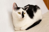 Мура Вах - кошка