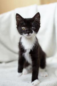 Барби Шугаевская