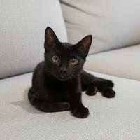 Арман Саган