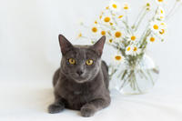 Катрин Притыцкая