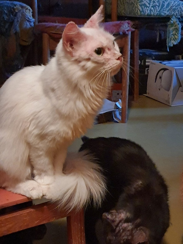 404101E0-3830-4778-A0E4-01838D06520E.jpeg