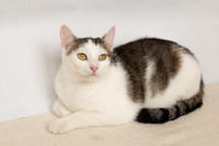 Малышка Вах - кошка