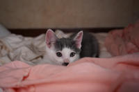 Кронос Вах - милый озорник