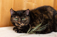 Халли - сладкая специя