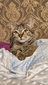 Брюс Дружный