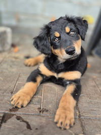 Берта Малышка