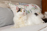 Чара Вах - Кошка, белая