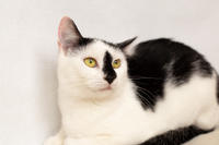 Мура Вах - кошка