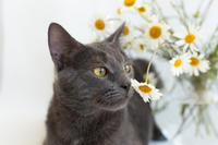 Катрин Притыцкая