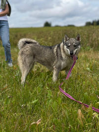 Эмма Дружная - ещё одна ненужная собака