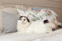 Чара Вах - Кошка, белая