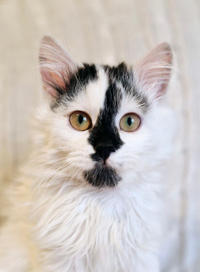 Джастин Дачный