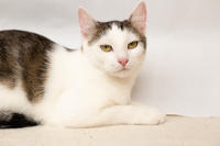 Малышка Вах - кошка