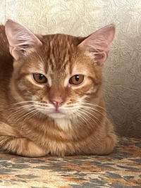 Оливер Бельский