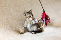 Томми Якубова [iva040584 - решение правления от 21 03 2024] - Славный пупс