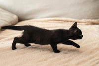 Стич Мотольский