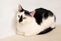 Мура Вах - кошка