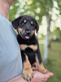 Бруно Малыш