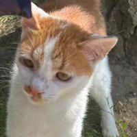 Соник Белинский