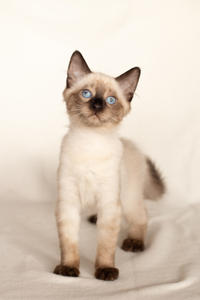 Кирио - Милая сиамочка