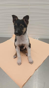 Гарик - Крошка щенок