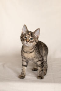 Клеопатра Вах - милая малышка с грустинкой