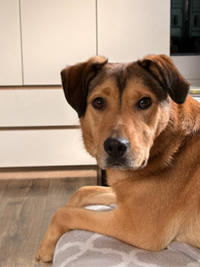 Веста Дружная