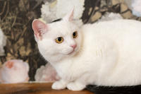 Эззи Вах - Кошка, белая