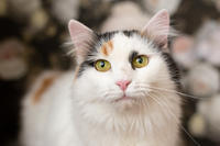 Чара Вах - Кошка, белая