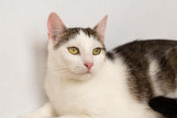 Малышка Вах - кошка