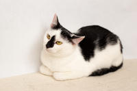 Мура Вах - кошка