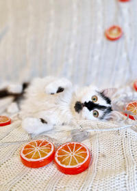 Джастин Дачный