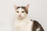 Малышка Вах - кошка