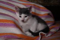 Кронос Вах - милый озорник