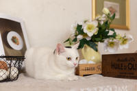 Эззи Вах - Кошка, белая