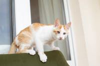 Генри Форд - ласковый целовательный котенок