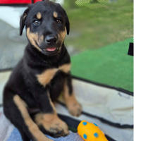 Бруно Малыш