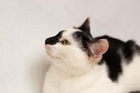 Мура Вах - кошка