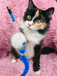 Мусся - кошка для человека