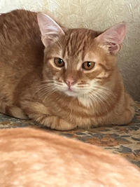 Оливер Бельский