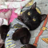     Черничка Дачная