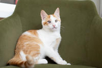 Генри Форд - ласковый целовательный котенок