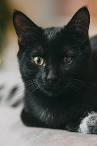 Дизель Вин - любитель целоваться!