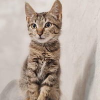 Брюс Дружный