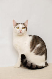 Малышка Вах - кошка