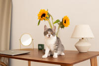 Булочка Веро - ласковая малышка