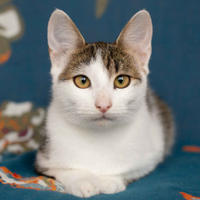 Арбузик полосатый