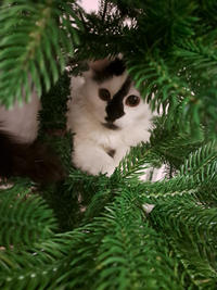 Джастин Дачный